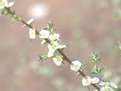 Salsola australis