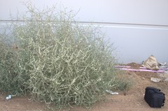 Salsola australis