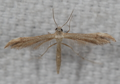 Lioptilodes albistriolatus