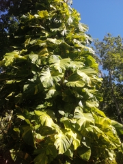 Epipremnum aureum