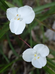 Libertia mooreae
