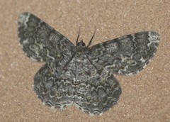 Amblychia subrubida