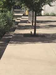 Otospermophilus variegatus