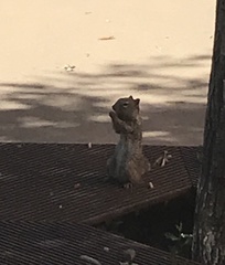 Otospermophilus variegatus