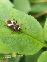 Craspeduchus variegatus