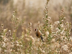 Carduelis carduelis