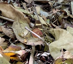 Adoliadini