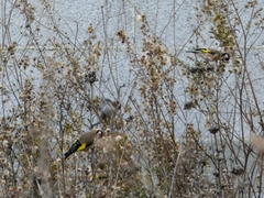 Carduelis carduelis