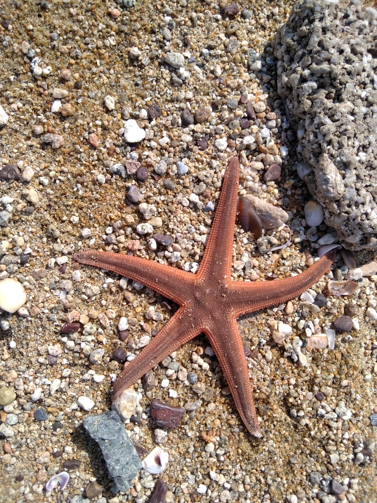 Luidia columbia
