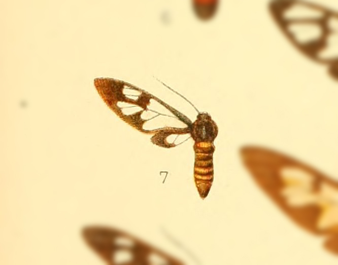 Caeneressa rubrozonata