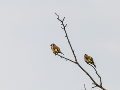Carduelis carduelis