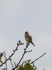 Carduelis carduelis