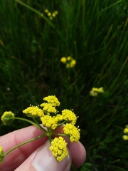 Lomatium bradshawii