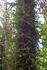 Metrosideros perforata