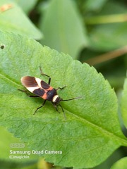 Craspeduchus variegatus