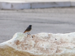 Phoenicurus ochruros