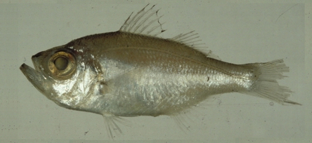 Wakiyas diepwaterbaars (Malakichthys wakiyae) — Acropomatidae