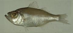 Squirrel Seabass photo 1