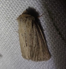 Photedes fluxa