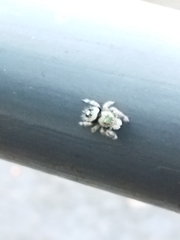 Phidippus bidentatus