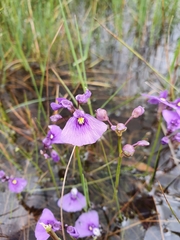 Utricularia beaugleholei