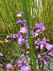Utricularia beaugleholei