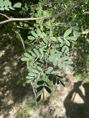 Erythrostemon pannosus