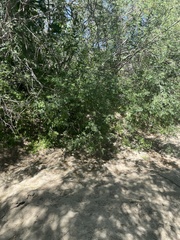 Erythrostemon pannosus