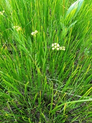 Lomatium bradshawii