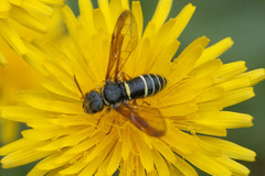 Pamphilioidea