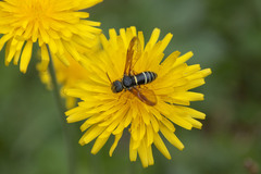 Pamphilioidea