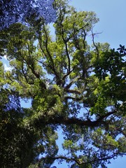 Nothofagus solandri