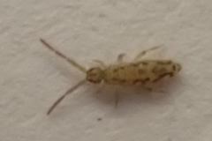 Entomobrya intermedia