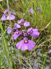 Utricularia beaugleholei