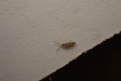 Entomobrya intermedia