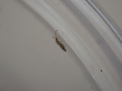 Entomobrya intermedia