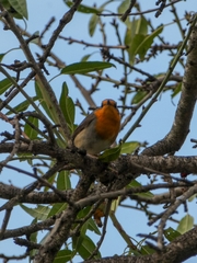 Erithacus rubecula