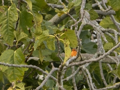 Erithacus rubecula