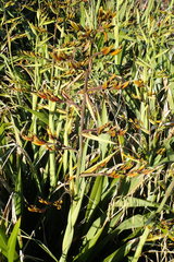 Phormium cookianum