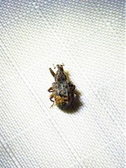 Conotrachelus seniculus