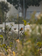 Erithacus rubecula