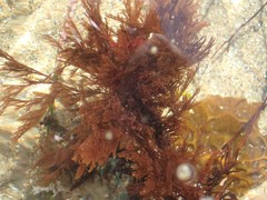 Microcladia borealis