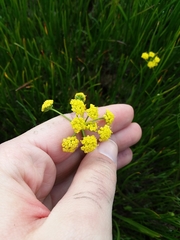 Lomatium bradshawii