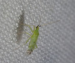 Macrolophus pygmaeus