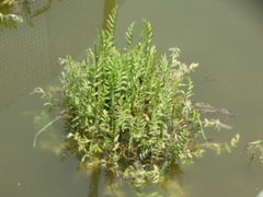 Berula erecta