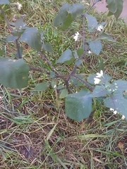 Solanum nigrum