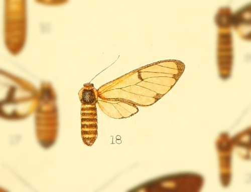 Amata newara