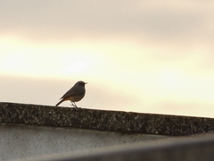 Phoenicurus ochruros