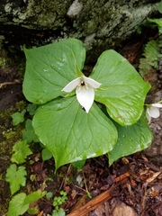 Trillium simile