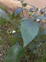 Solanum nigrum